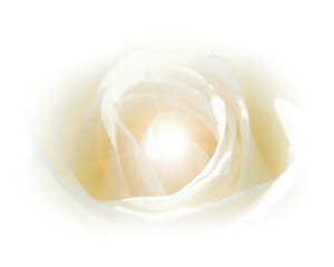 startseite_rose mit Lichtstrahl (002)